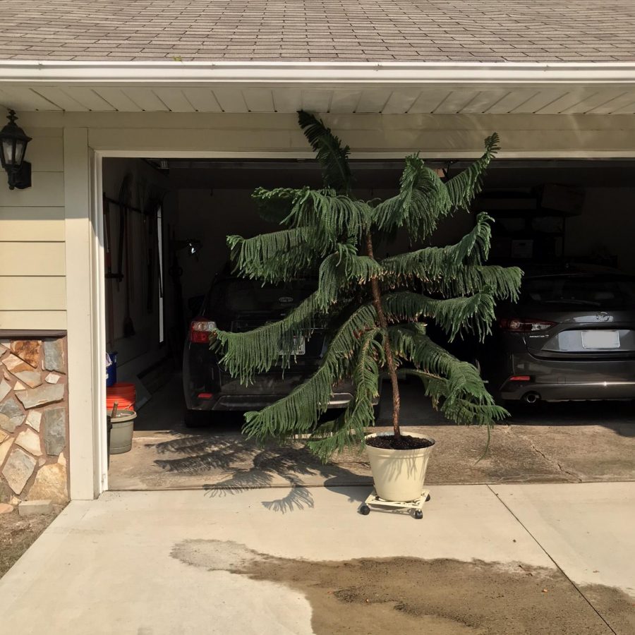 Oberlin resident Josie Gruber used the "What do you have? What do you need?" group to find this beautiful Norfolk pine. She also then used the group to pass the plant along to someone else, upon realizing it was too big for her space. 